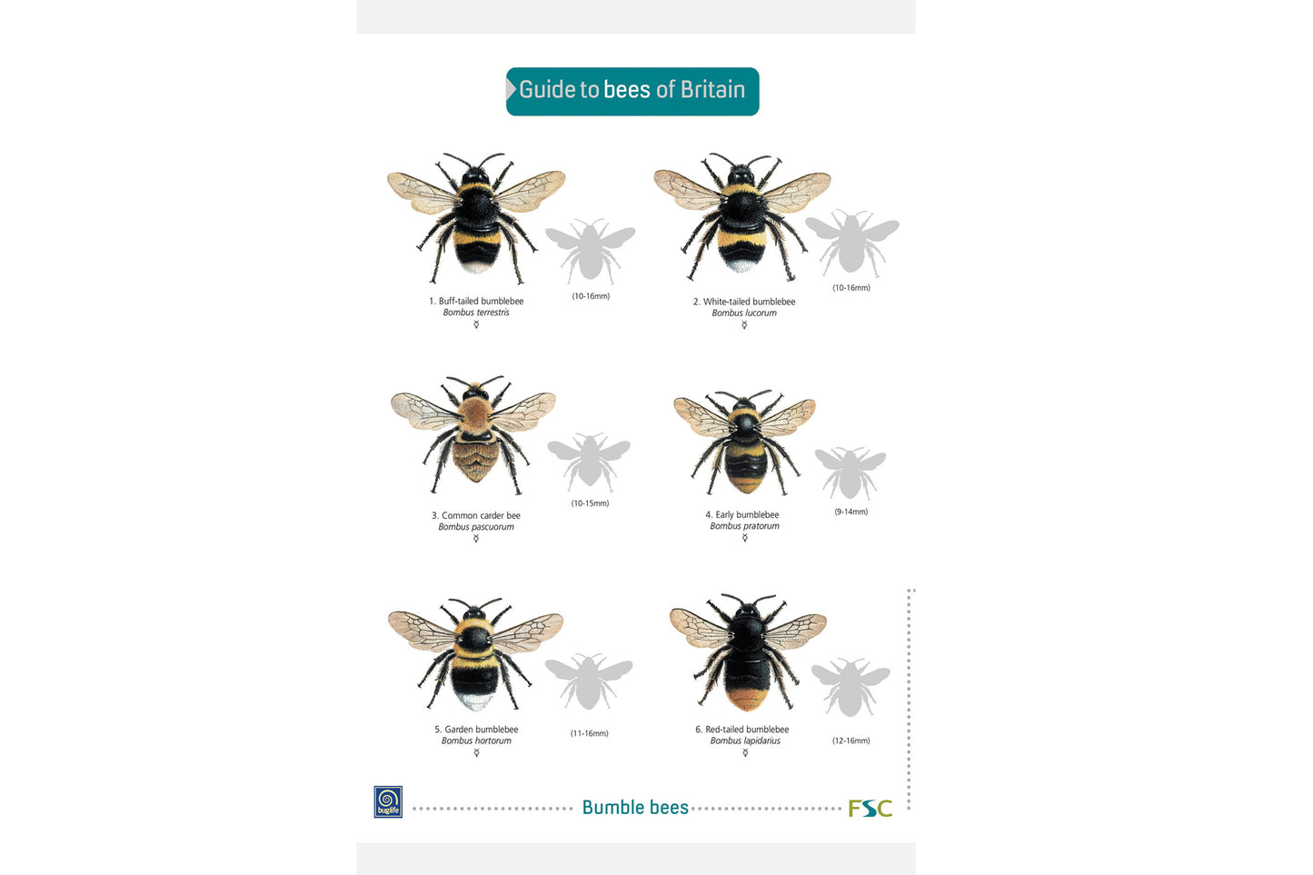 FSC British Bees Guide