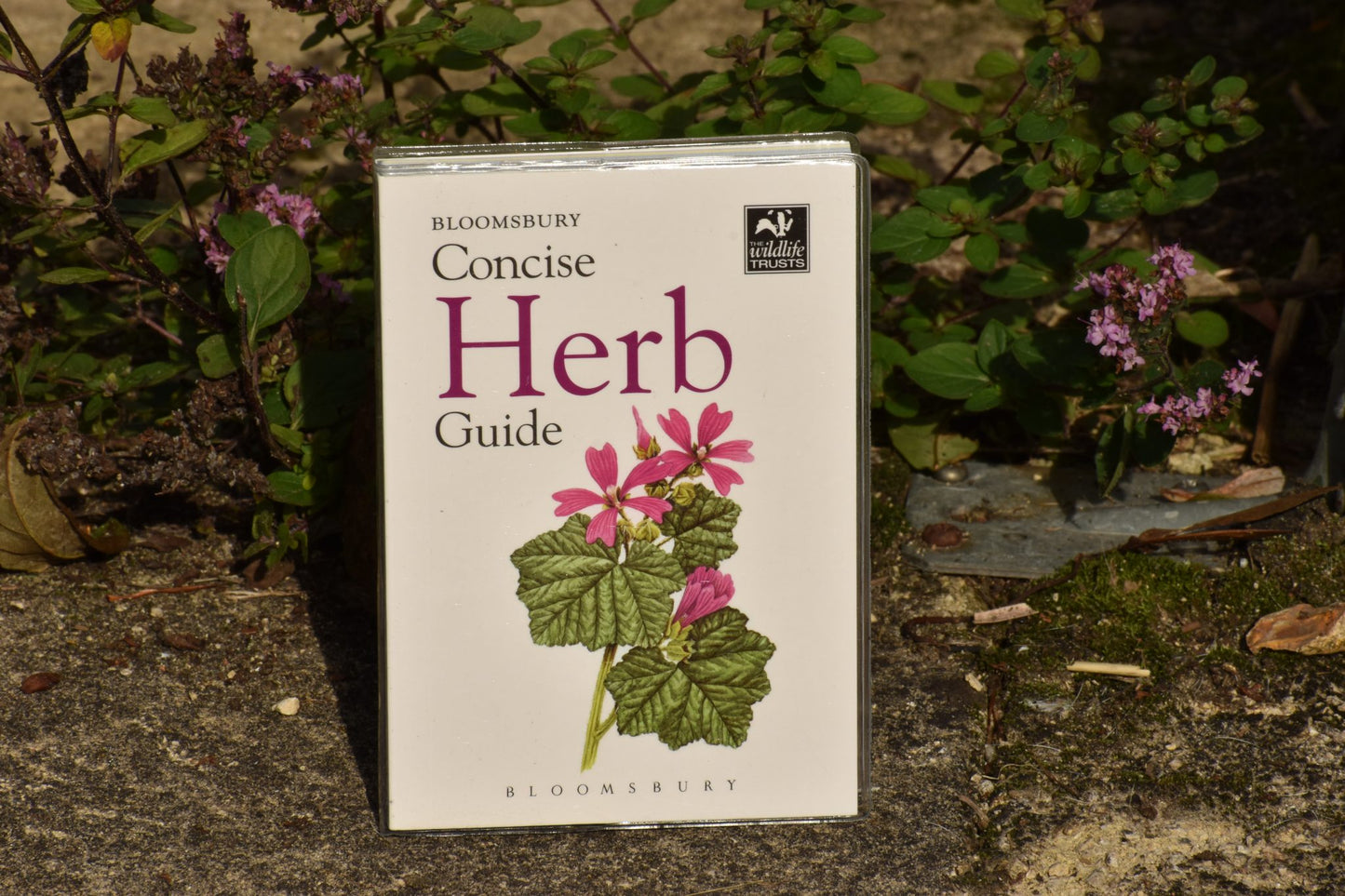 Bloomsbury Concise Herb Guide