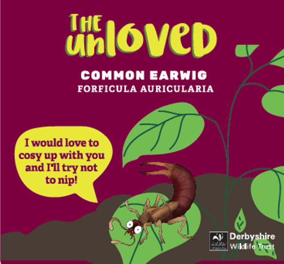 Unloved Seed Pot - Earwig