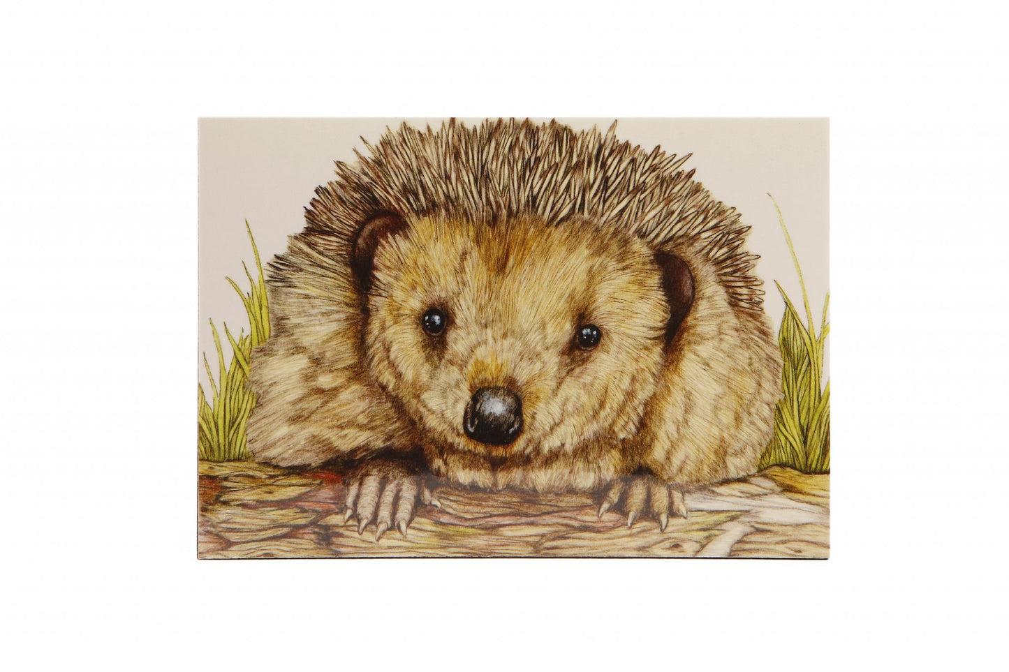 Hedgehog Magnet - Kevin Wood