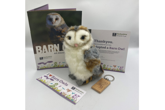 Barn owl Adoption Kit