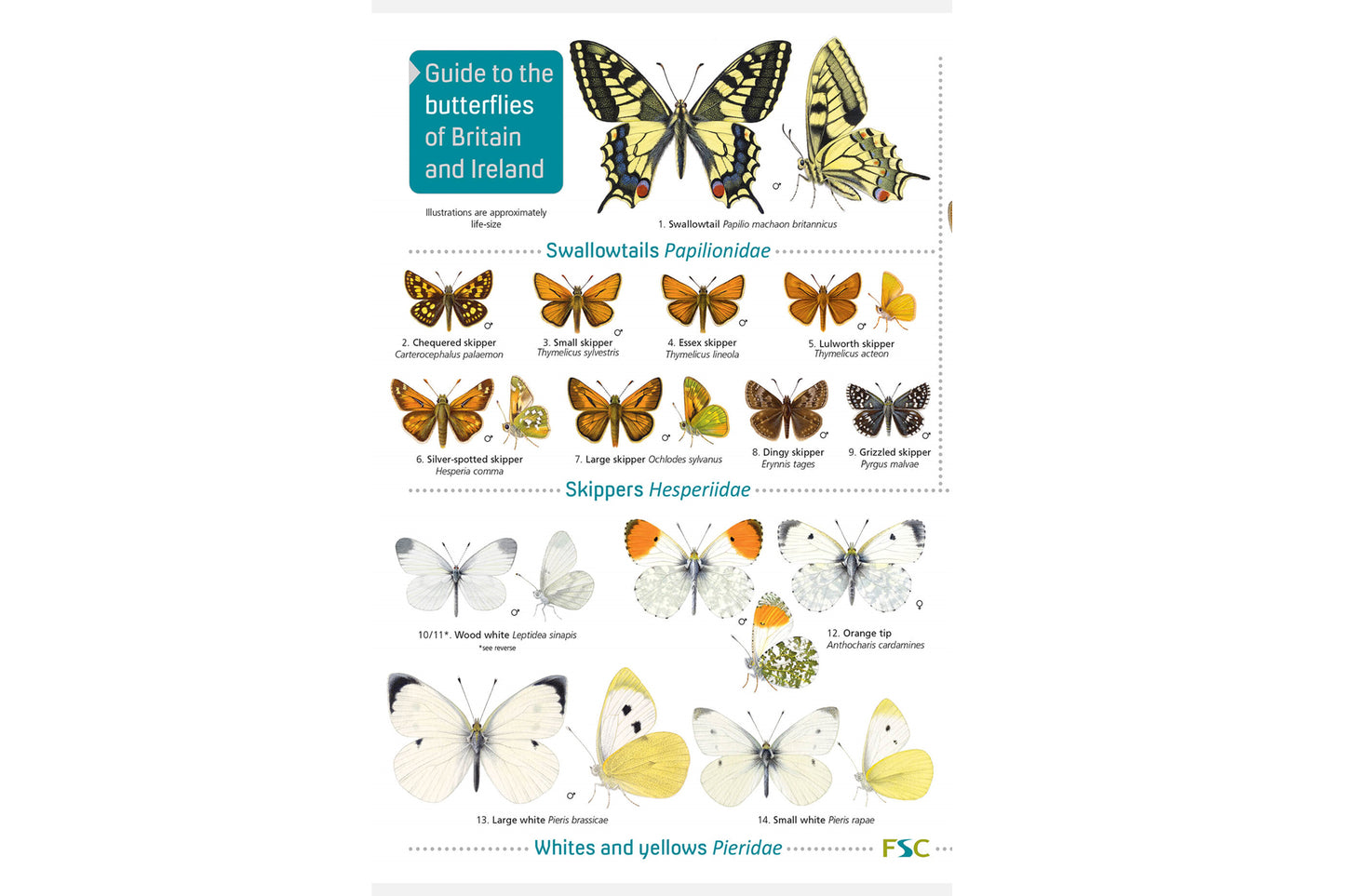 FSC Butterflies of Britain and Ireland Guide