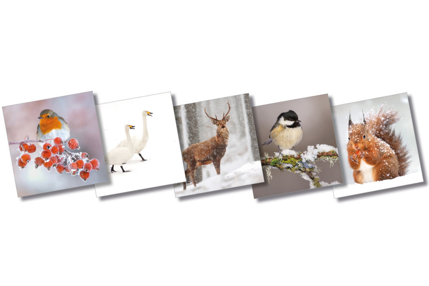 Wildlife Trusts Christmas Cards - Pack of 10